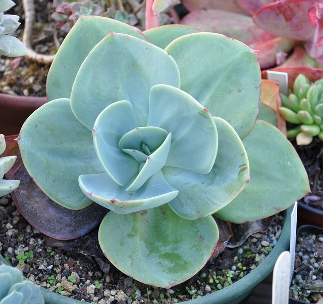 Echeveria gigantea