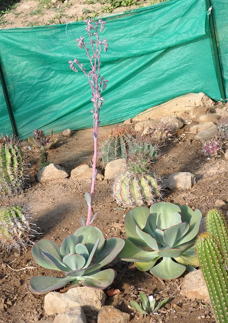 Echeveria gigantea