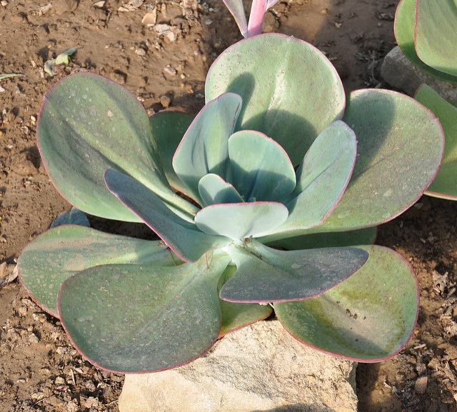 Echeveria gigantea