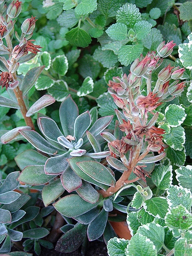 Echeveria harmsii