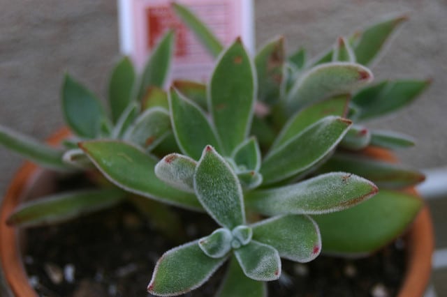 Echeveria harmsii