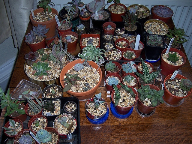 Echeveria harmsii