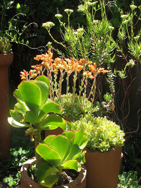 Echeveria harmsii
