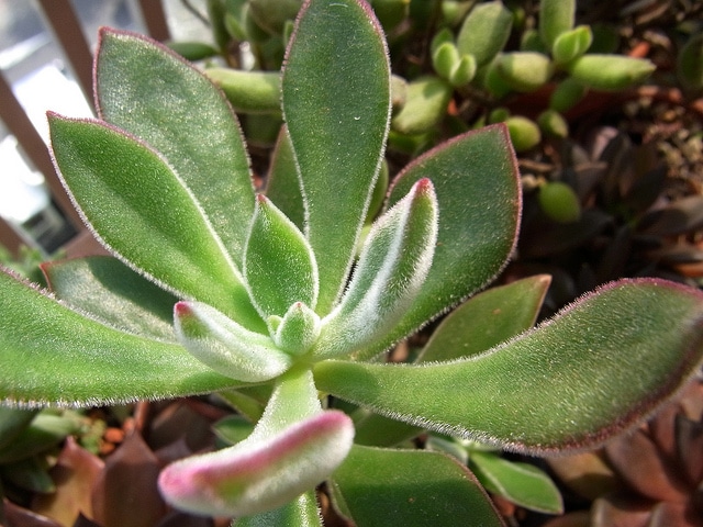 Echeveria harmsii (Echeveria harmsii)