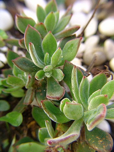 Echeveria leucotricha