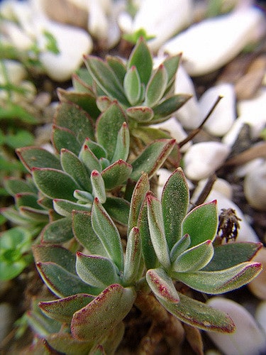 Echeveria leucotricha