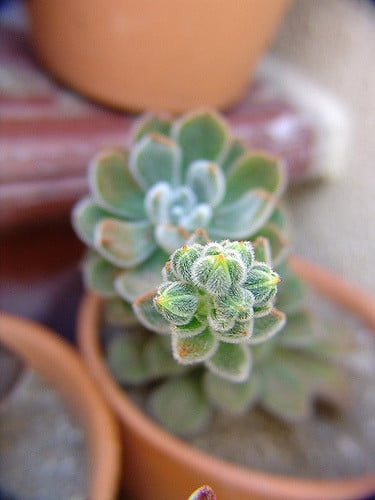 Echeveria leucotricha