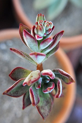 Echeveria leucotricha