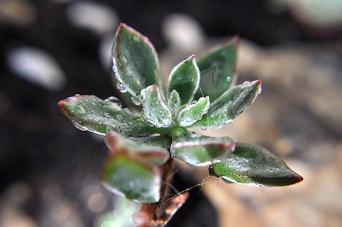 Echeveria leucotricha