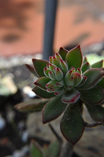 Echeveria leucotricha