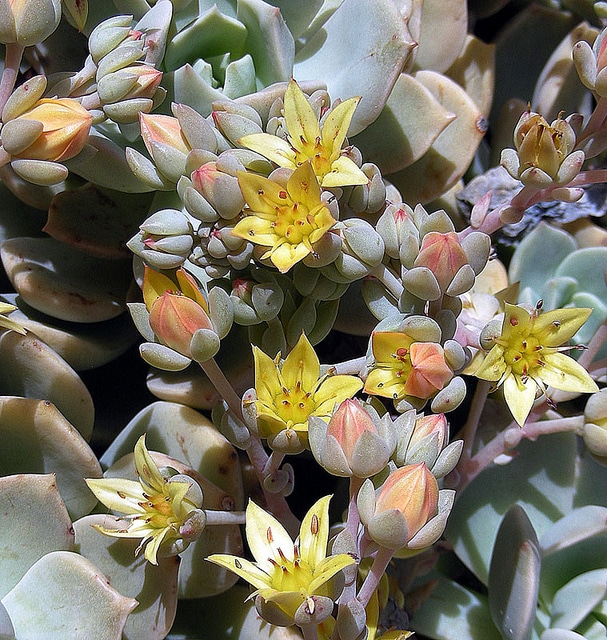 Echeveria multicaulis (Echeveria multicaulis)