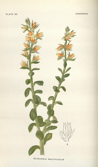 Echeveria multicaulis