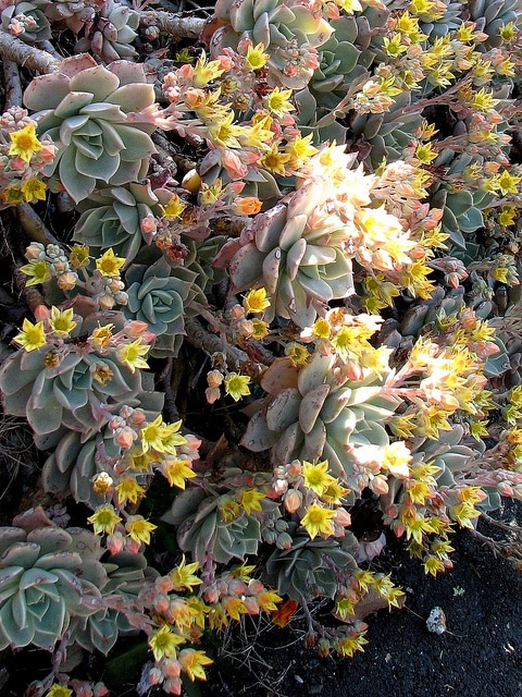 Echeveria multicaulis