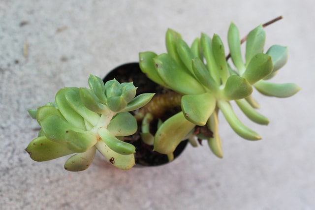 Echeveria multicaulis