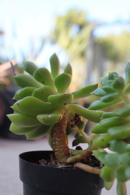 Echeveria multicaulis