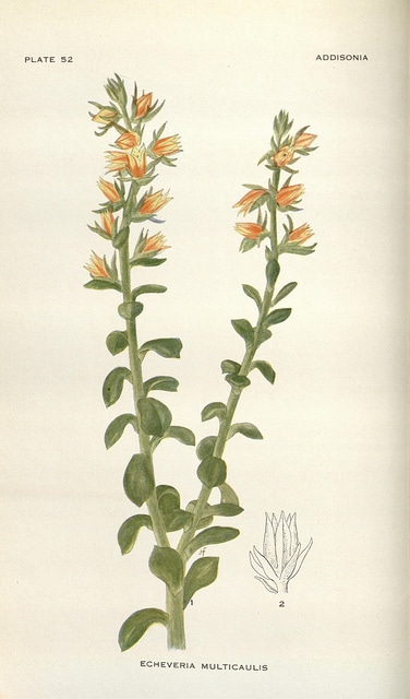 Echeveria multicaulis