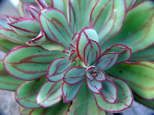 Echeveria nodulosa