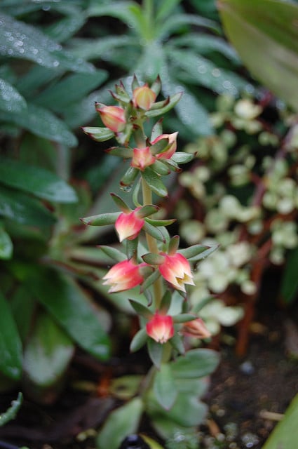 Echeveria nodulosa