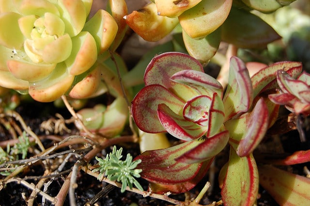 Echeveria nodulosa