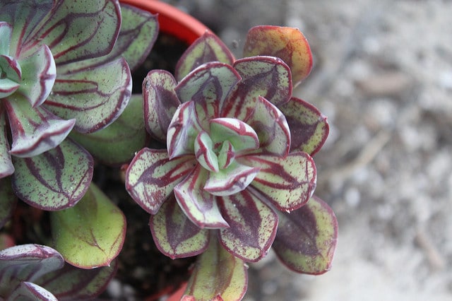 Echeveria nodulosa