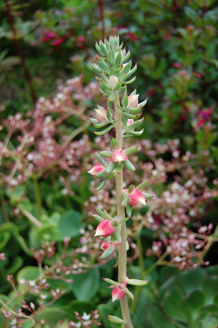 Echeveria nodulosa