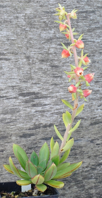 Echeveria nodulosa