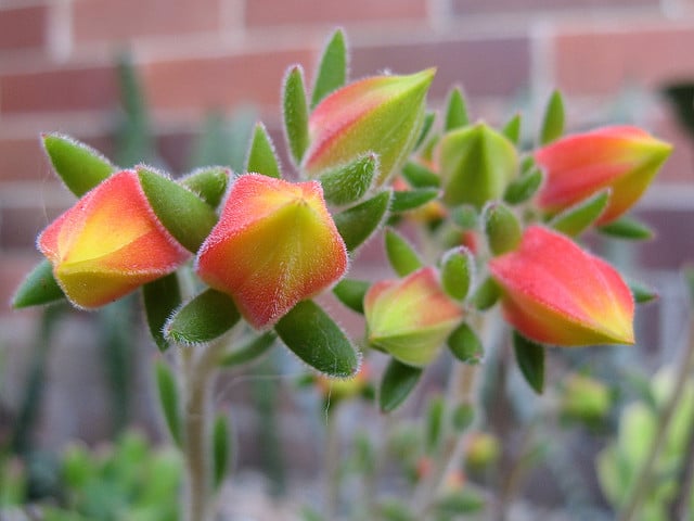 Echeveria pilosa
