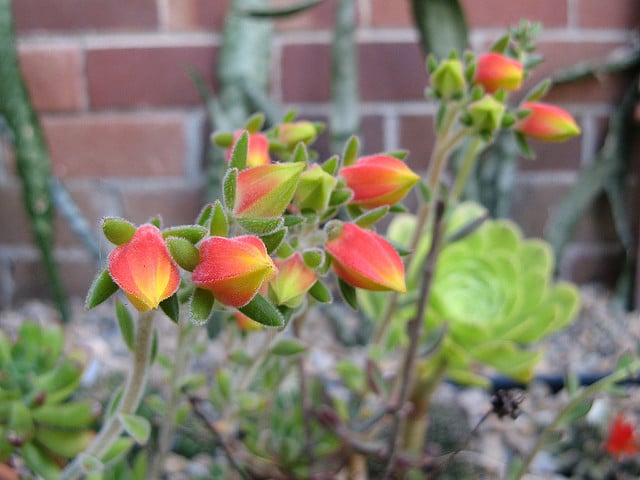 Echeveria pilosa