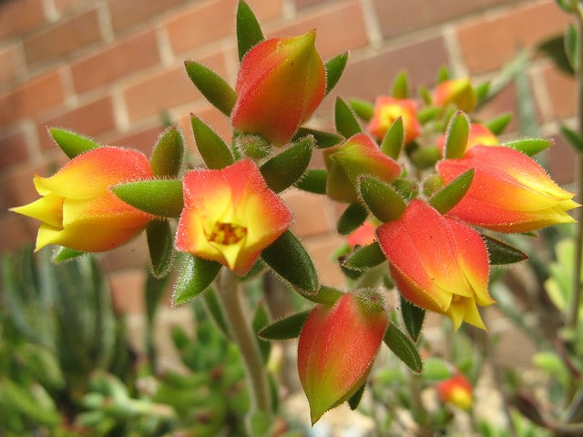 Echeveria pilosa