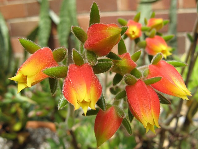 Echeveria pilosa