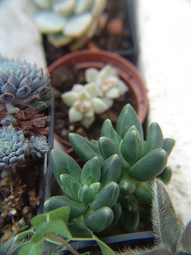 Echeveria pilosa