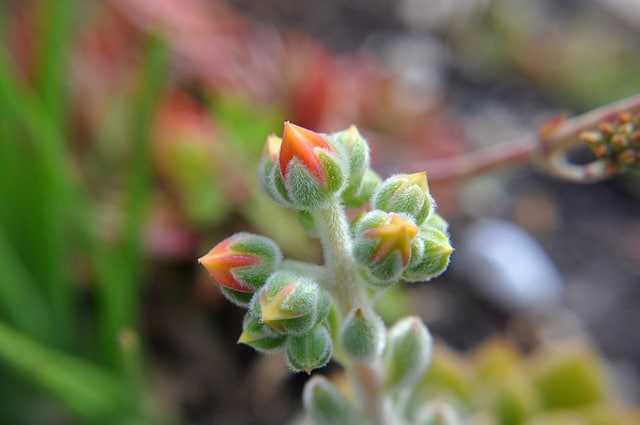 Echeveria pilosa