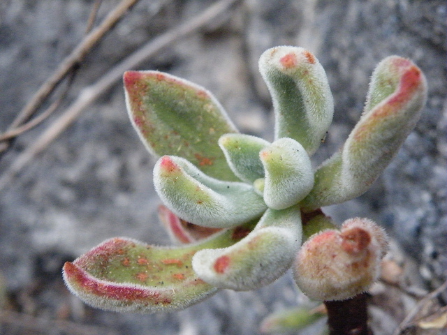 Echeveria pulvinata