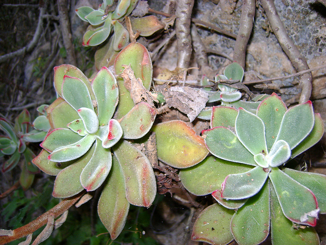 Echeveria pulvinata