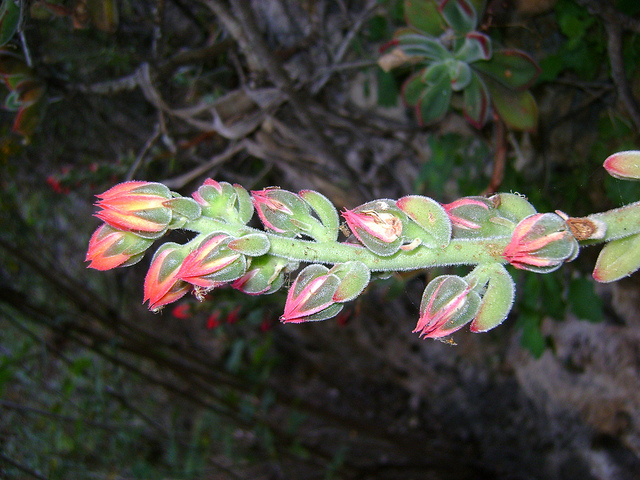 Echeveria pulvinata