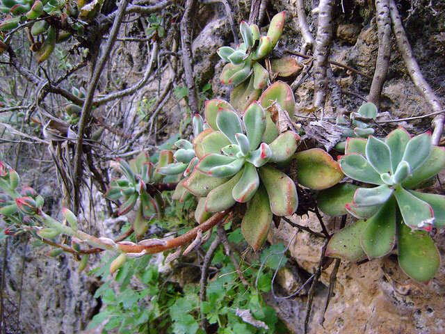 Echeveria pulvinata