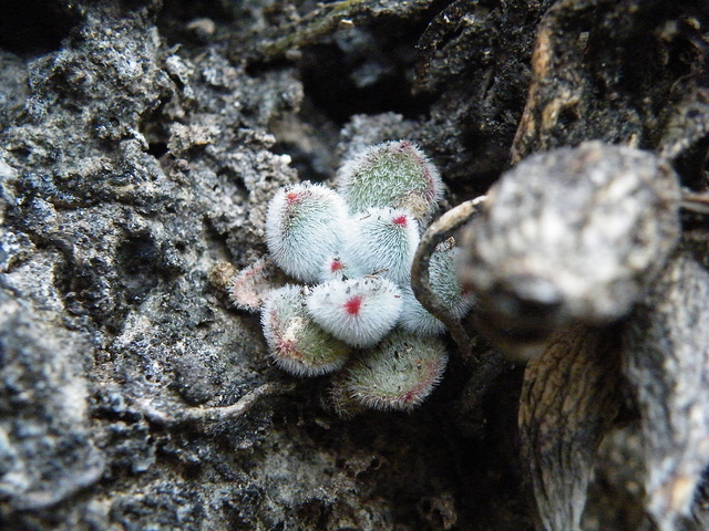 Echeveria pulvinata
