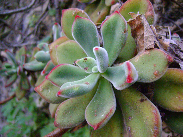 Echeveria pulvinata