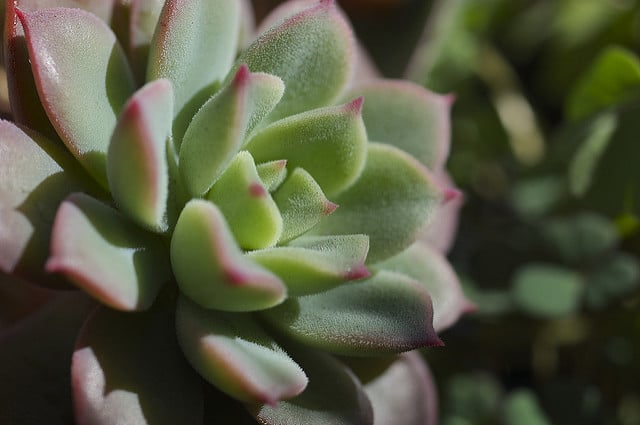 Echeveria quitensis