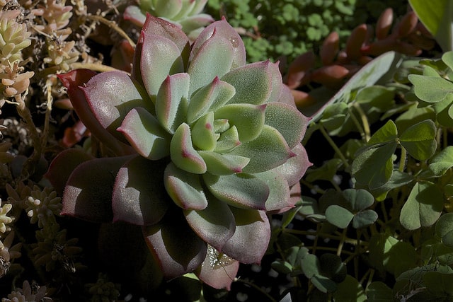 Echeveria quitensis