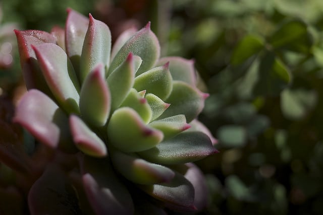 Echeveria quitensis