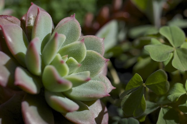 Echeveria quitensis