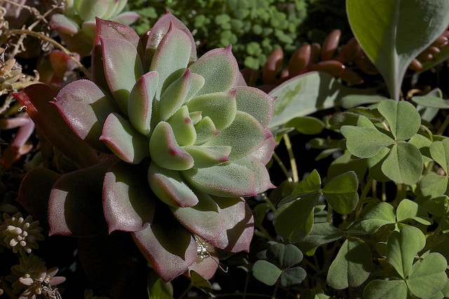 Echeveria quitensis