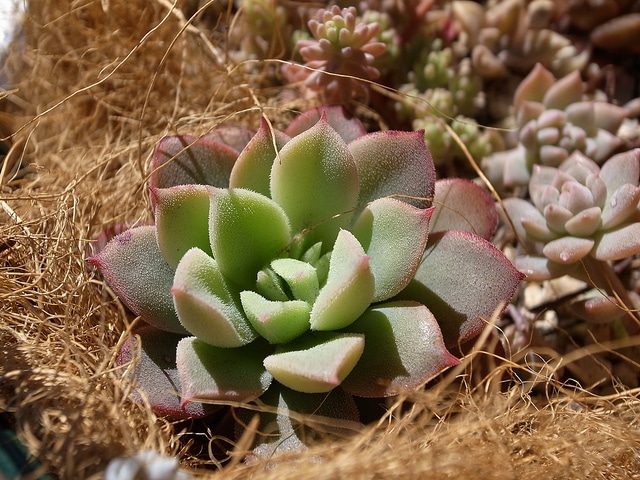 Echeveria quitensis (Echeveria quitensis)
