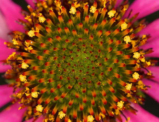 Rudbeckia à feuilles anguleuses