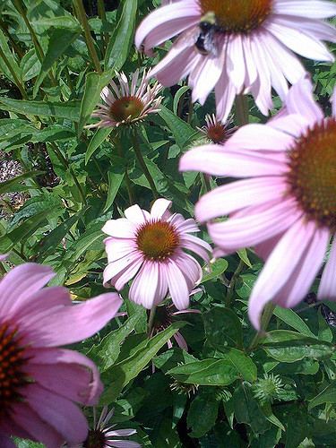 Rudbeckia à feuilles anguleuses