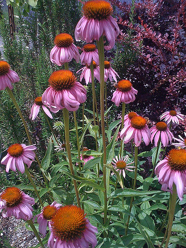 Rudbeckia à feuilles anguleuses