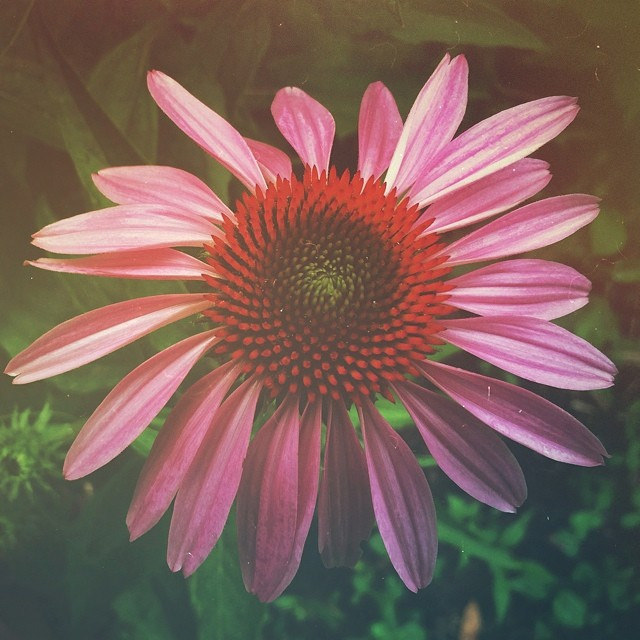 Echinacée pourpre