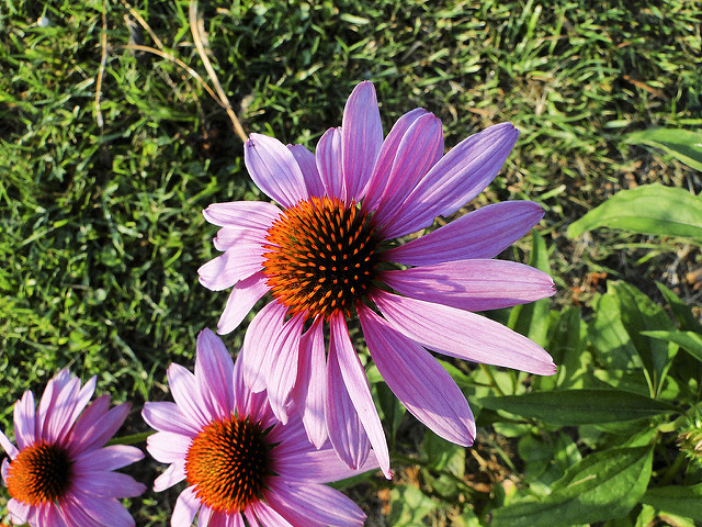 Echinacée pourpre