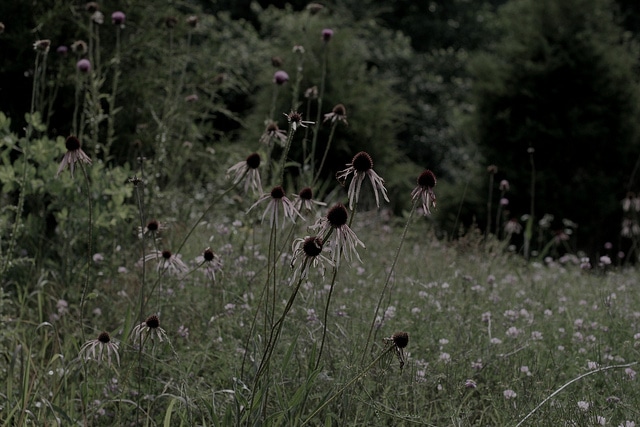 Rudbeckia simulata (Echinacea simulata)
